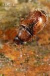 Kateretidae - Short-winged Flower Beetles