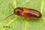 Eucnemidae - false click beetles