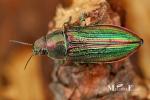 Buprestidae - jewel beetles