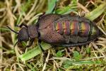 Meloidae - Blister Beetles