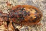 Nitidulidae - sap beetles