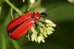 Pyrochroidae - fire-colored beetles