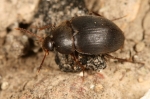 Leiodidae - round fungus beetles