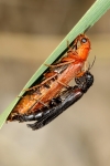 Lymexylidae - ship-timber beetles