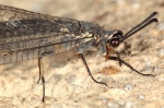 Neuroptera - net-winged insects