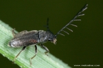 Ptilodactylidae - ptilodactylid beetles