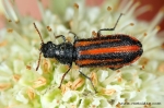 Melyridae - soft-winged flower beetles
