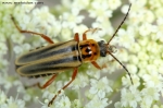 Cantharidae - soldier beetles