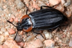 Silphidae - carrion beetles