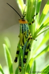 Caelifera - short-horned grasshoppers