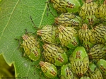 Acanthosomatidae - shield bugs