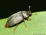Byturidae - fruitworm beetles